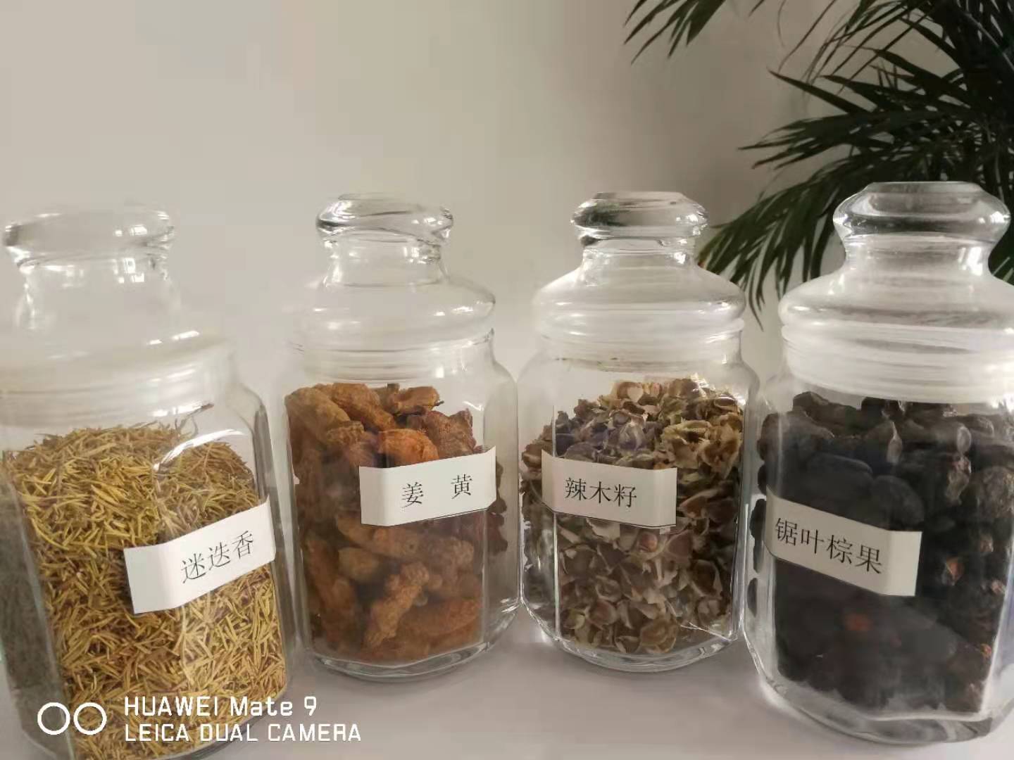 護(hù)膚文冠果油
