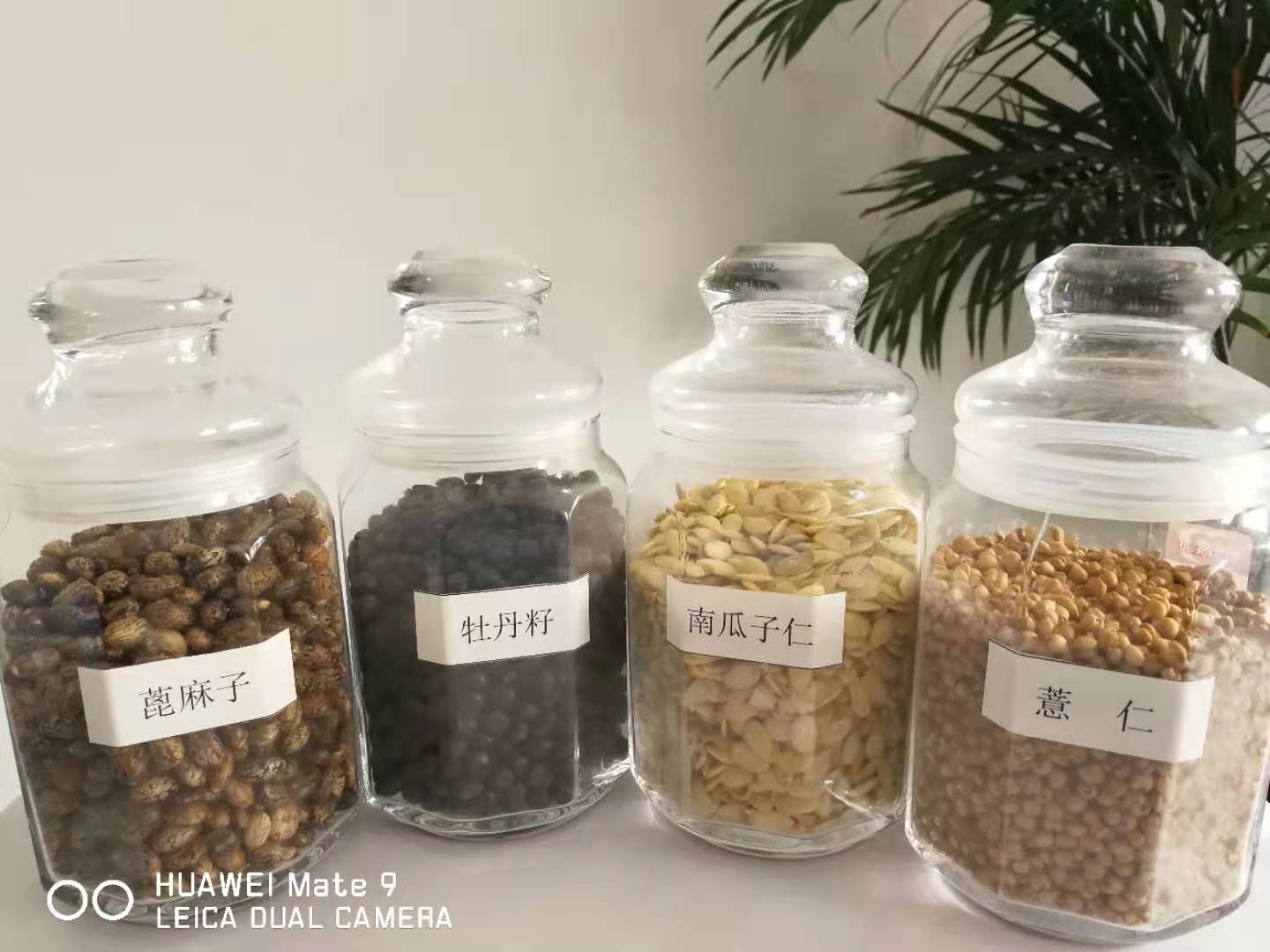 有機(jī)山茶油